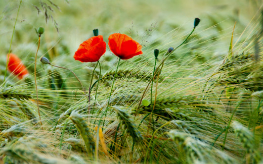 383517 (a): :2560x1600